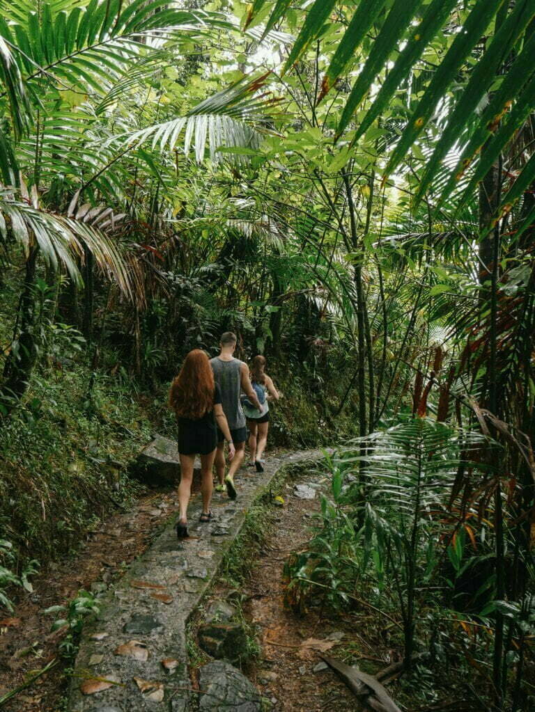 Hiking To The Mt Britton Tower El Yunque National Forest Compasses