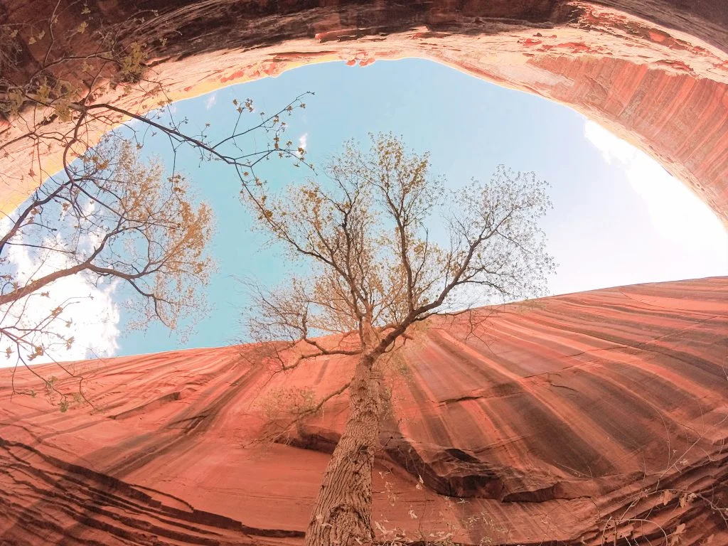 Looking up the neon walls in the canyon