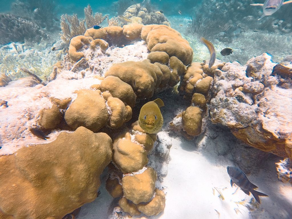 This eel was one of the many cool sea creatures we encountered