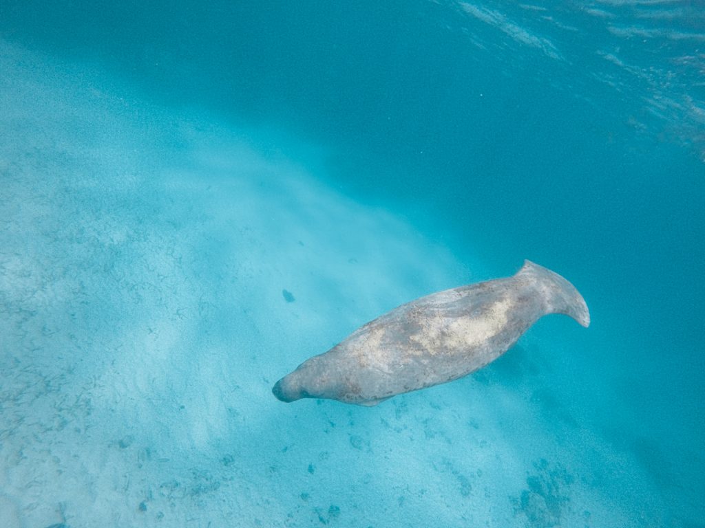 Swimming with our manatee friend
