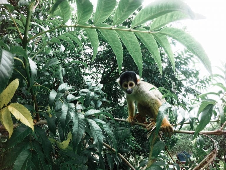 Samaipata Animal Refuge - Monkey in a Tree