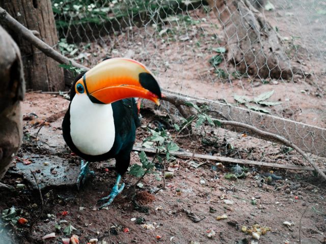 Tropical birds like this toucan are common in Bolivia