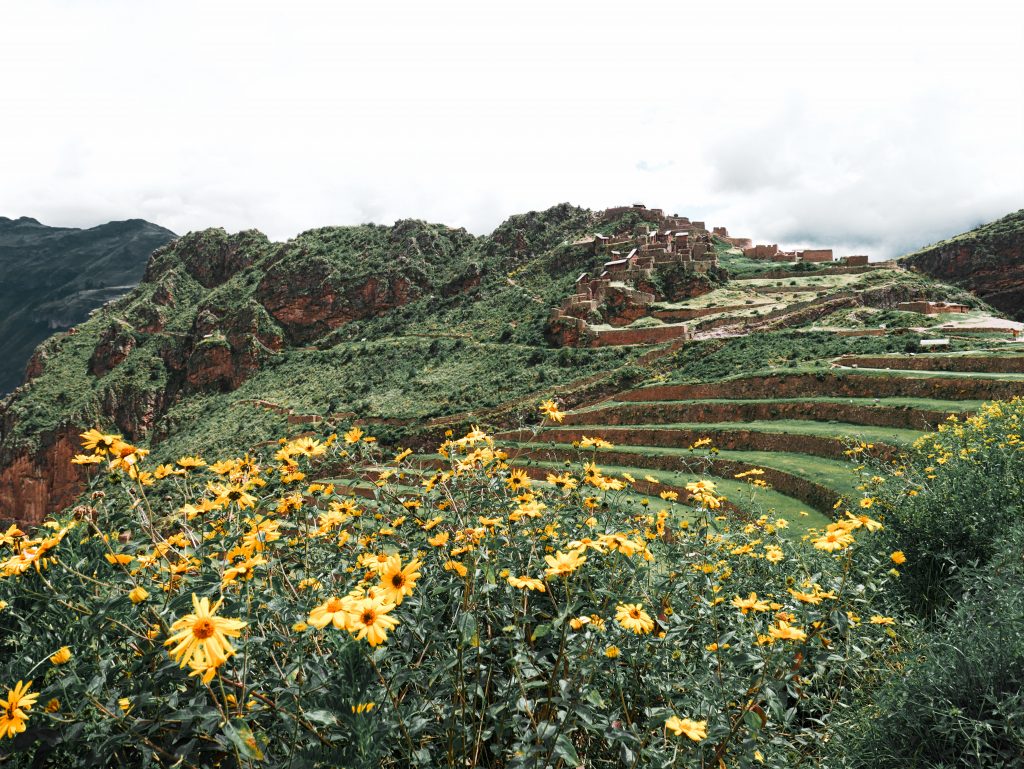 lush vegetation and flowers around the Pisac Ruins