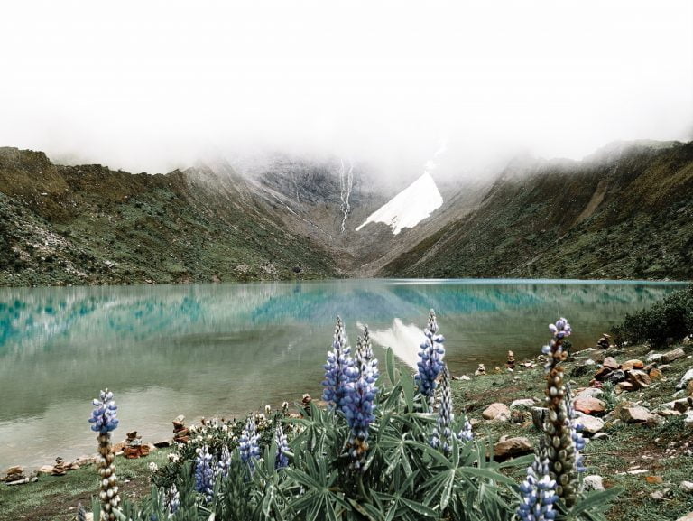 Humantay Lake Flowers