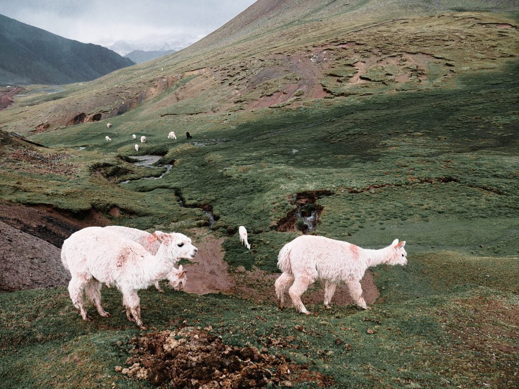 Alpacas in a field