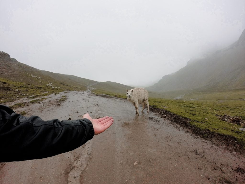 Making friends on our hike down