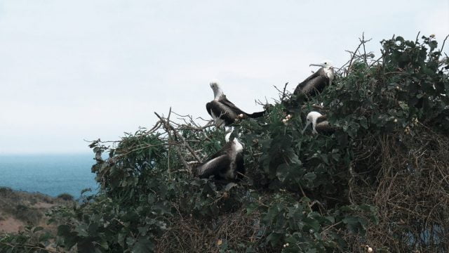 Frigate birds hanging out in a tree