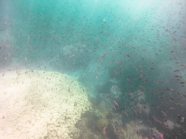 One of the few schools of fish we saw while snorkeling