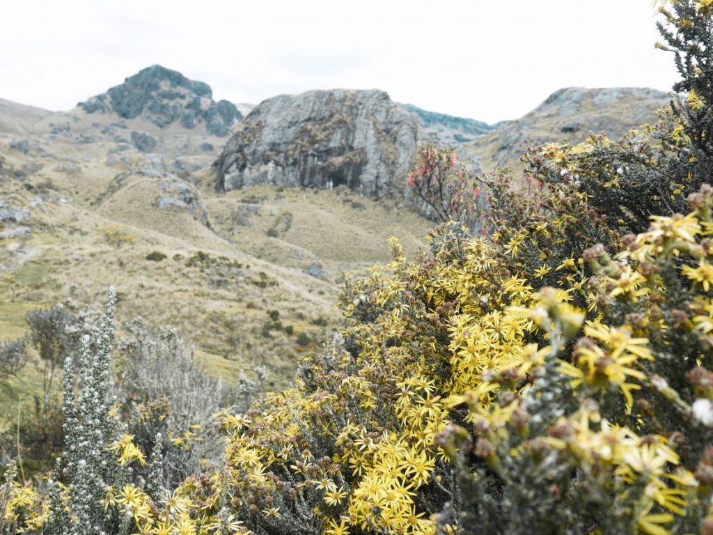 Cajas Flowers