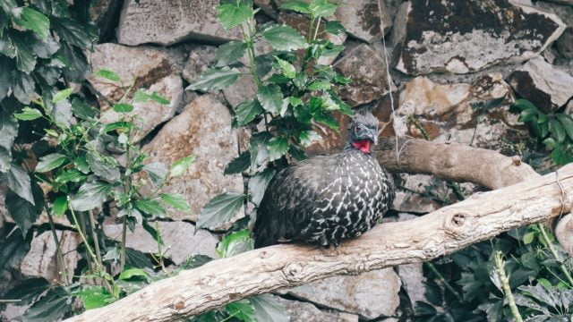 One of the many unique birds housed in the gardens