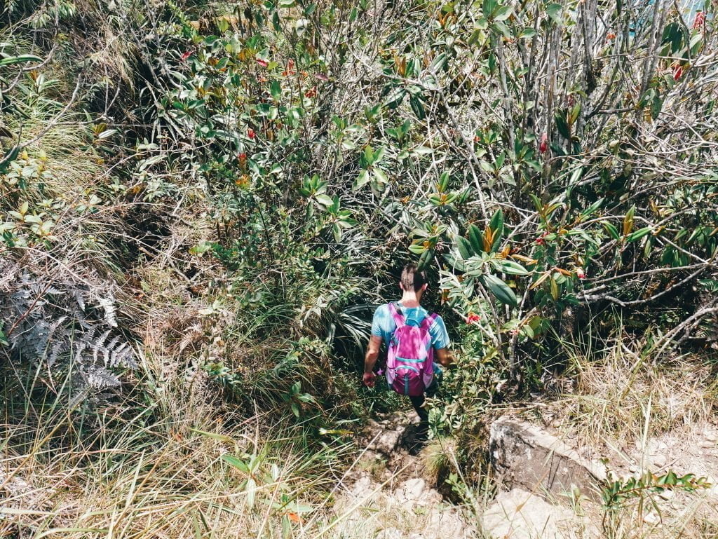 Dense vegetation covering the trail