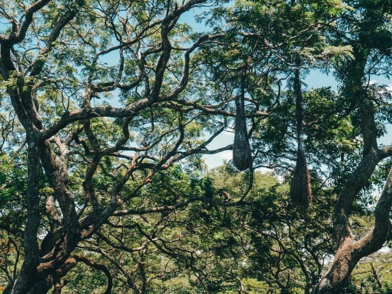 Santa Cruz Botanical Gardens