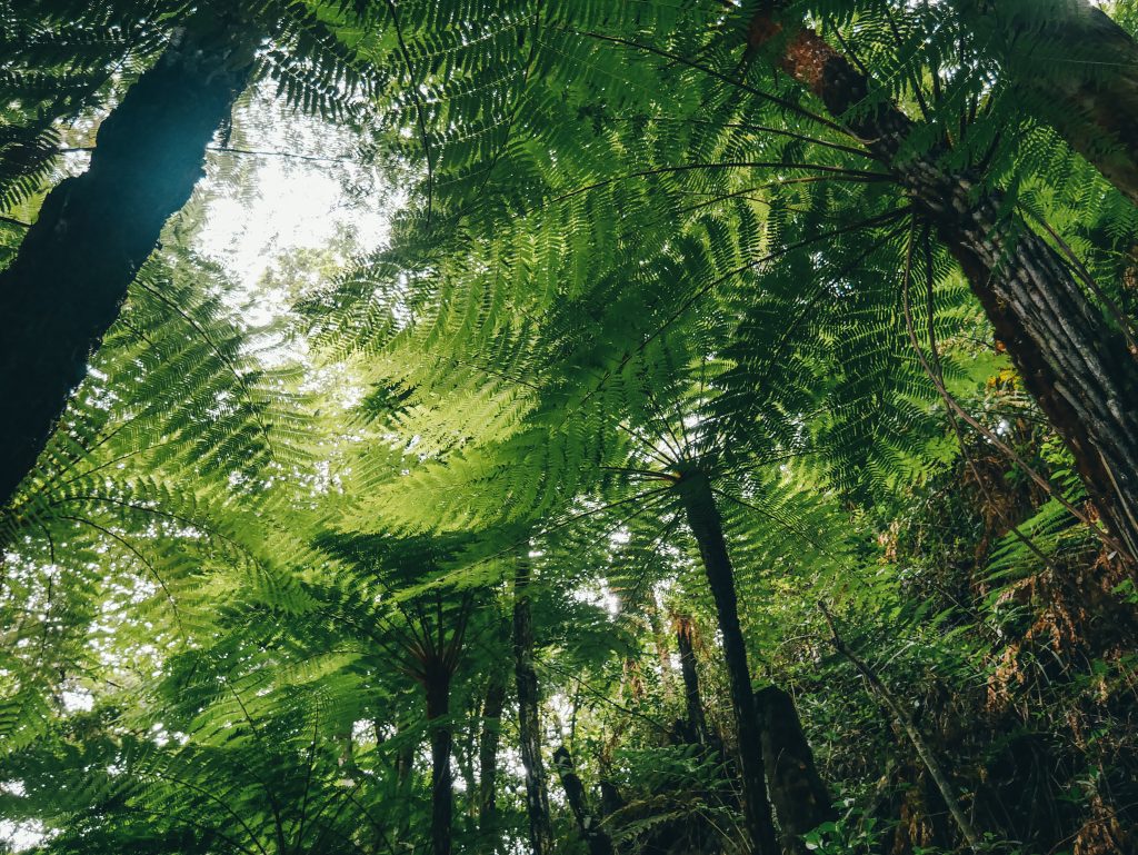 The giant ferns of Amboro National Park