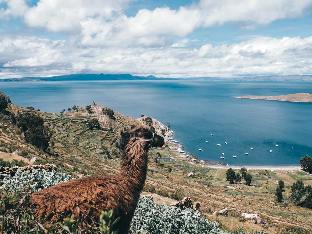 Llama on the hillside looking over the lake - We think this wouldn't be a bad place to be a llama!