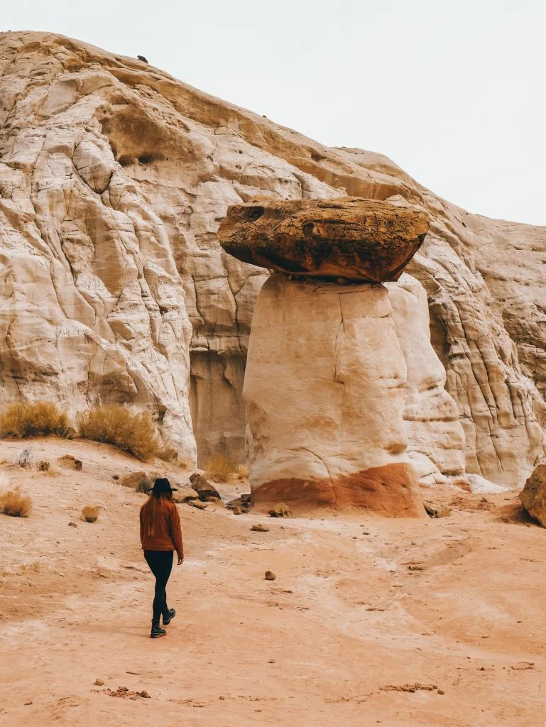 One of the larger toadstools