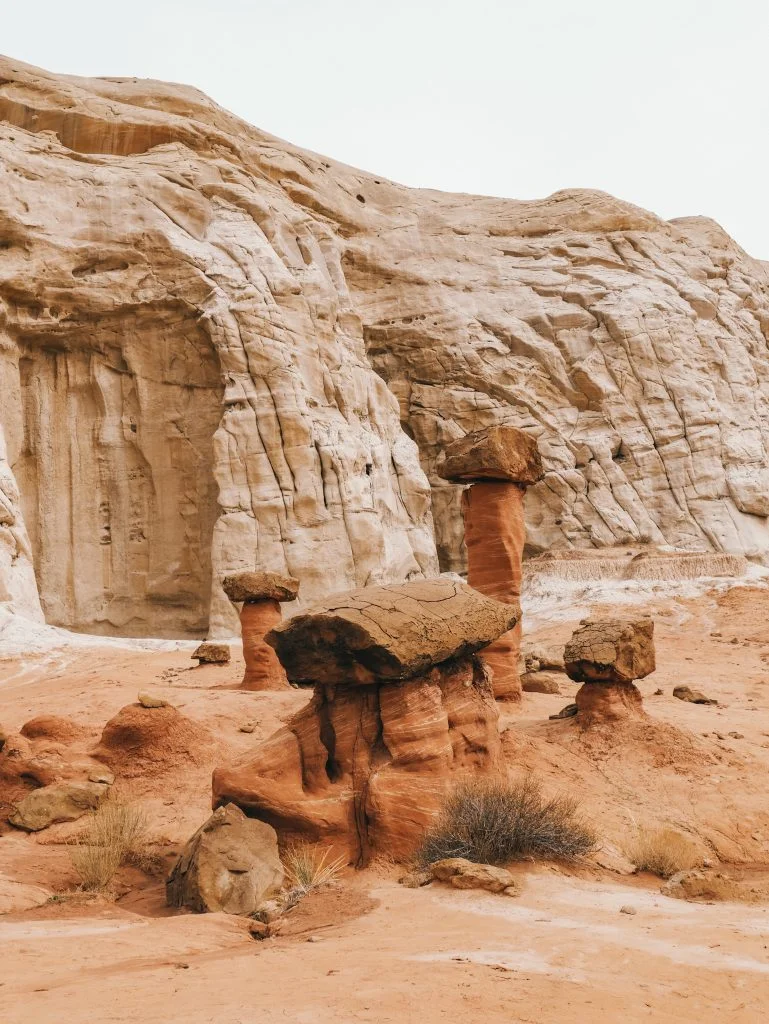 A group of toadstools