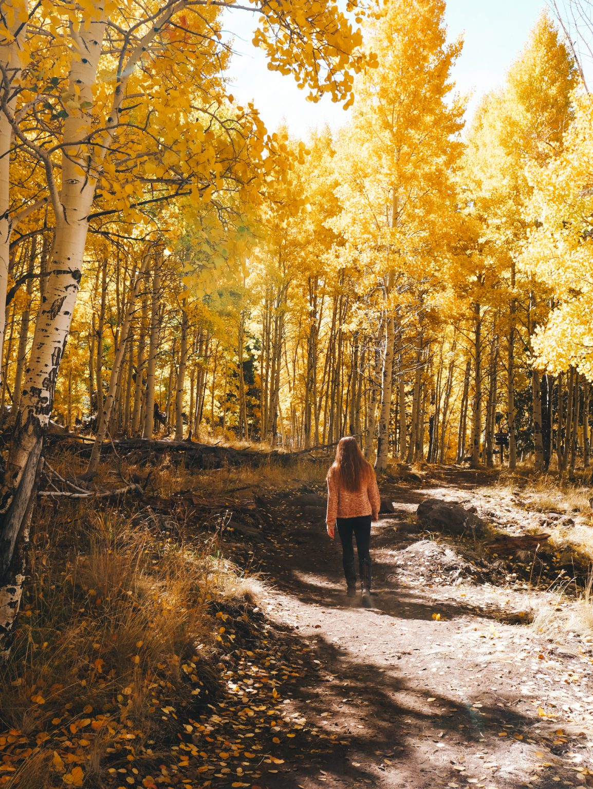 Fall Colors In Flagstaff: The Change Of Seasons In Arizona - Compasses 