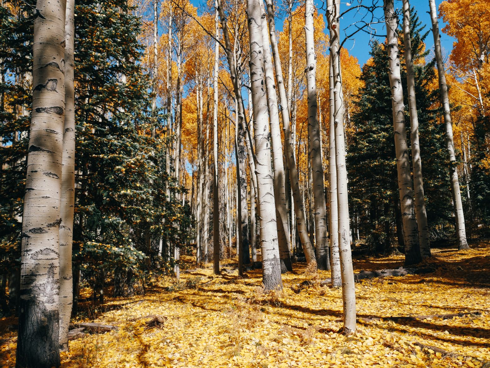 Fall Colors in Flagstaff The Change of Seasons in Arizona Compasses