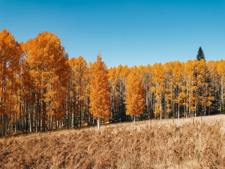 Beautiful Aspens in Flagstaff