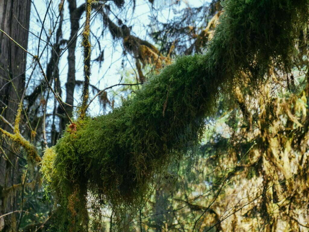 Close-up shot of a mossy branch