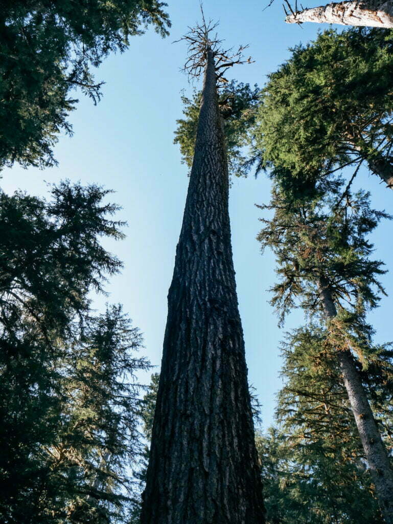 Looking up at some of the old giants at the Hall of Mosses