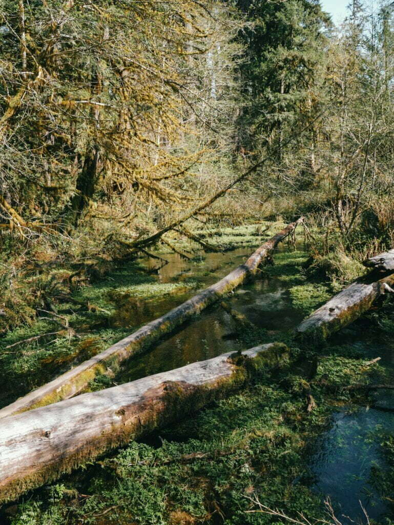 The creek at the beginning of the Hall of Mosses Trail