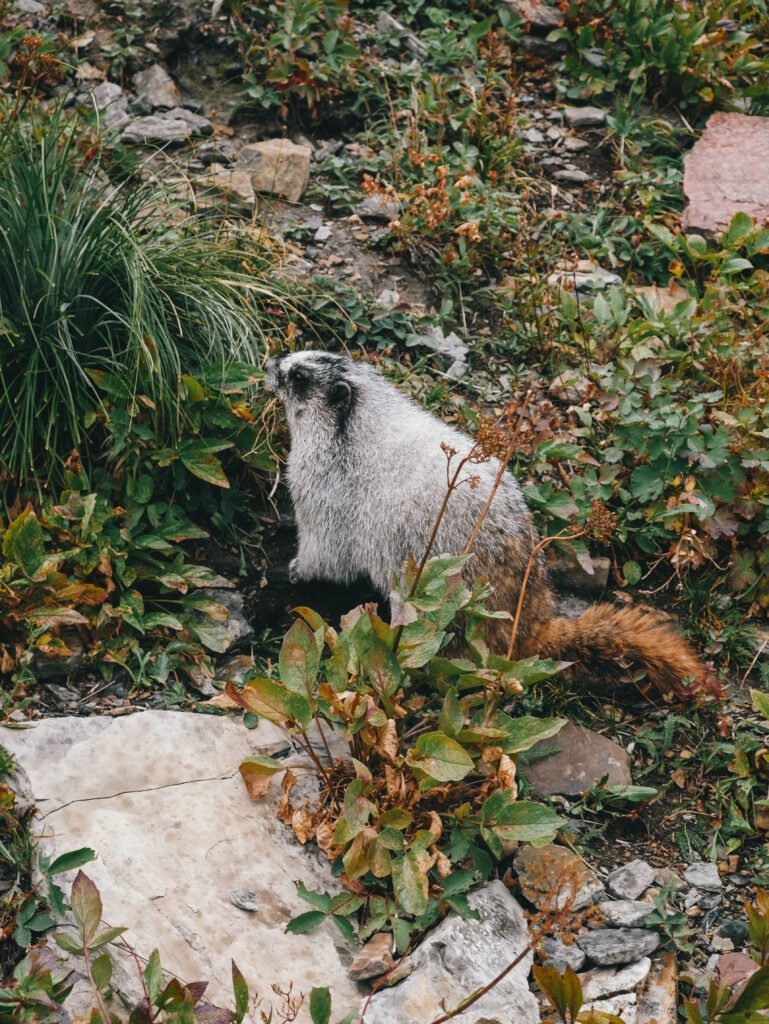 The marmots seemed pretty used to people walking right by them on the trail