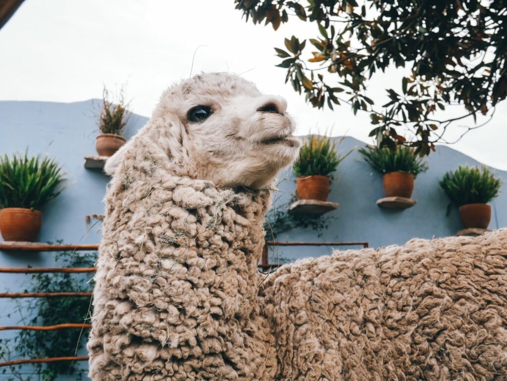 A cute alpaca at Mundo Alpaca