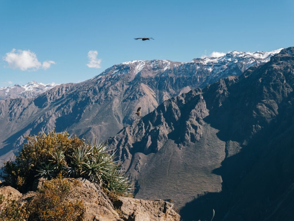 Condors soaring over Colca Canyon