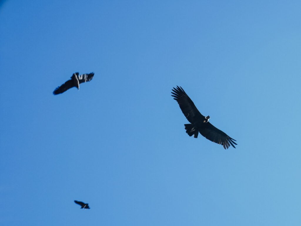 Condors flying overhead at the Cruz del Condor viewpoint