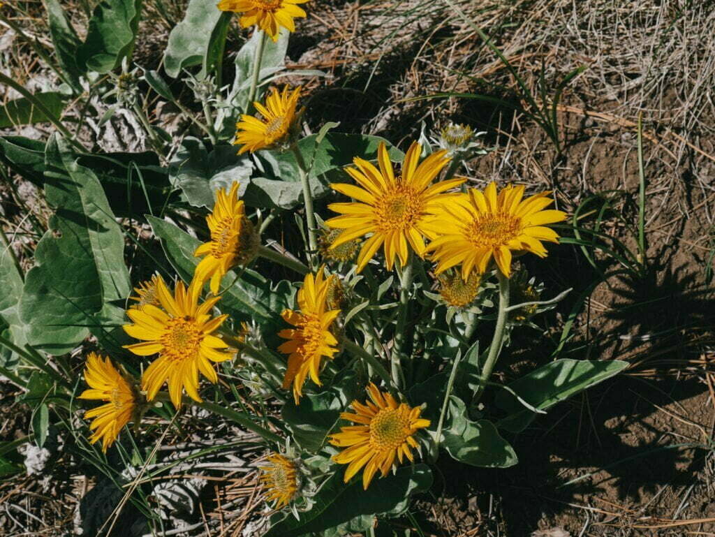 Pretty flowers along the trail