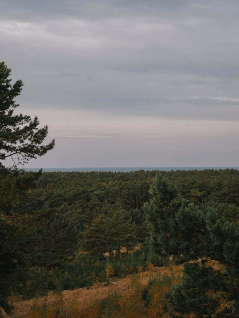 Looking over the pine forest towards the Baltic Sea