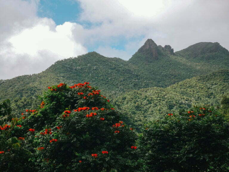 El Yunque Day Trip