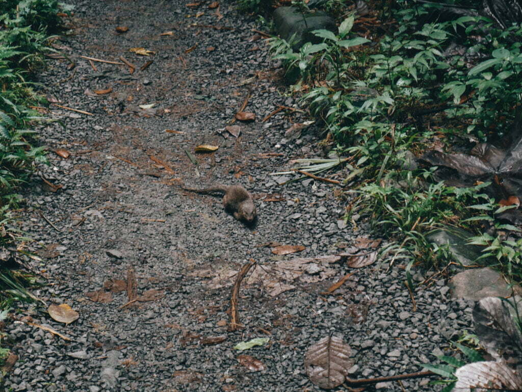 This mongoose may be little but he did freak us out a bit!