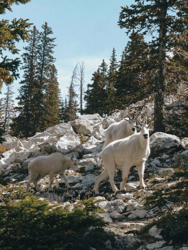 A few of the mountain goats that were hanging out by us