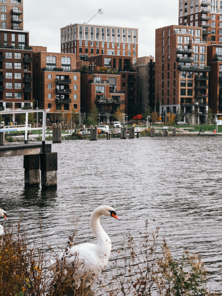 A swan among the Rotterdam cityscape