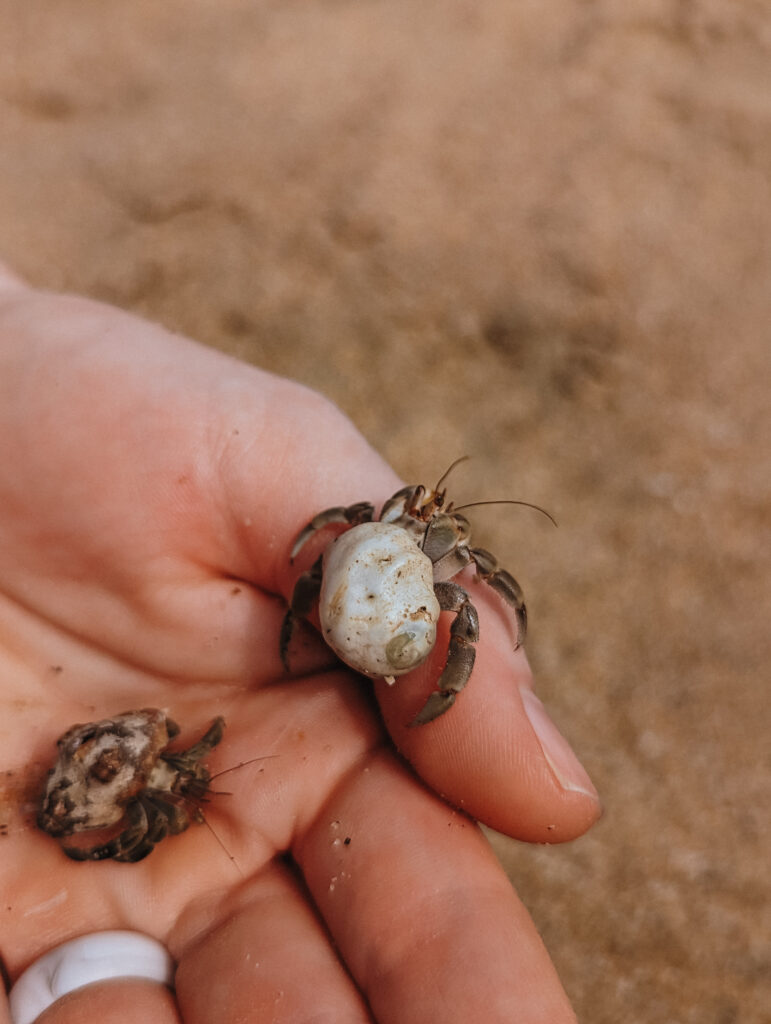 Hermit Crabs