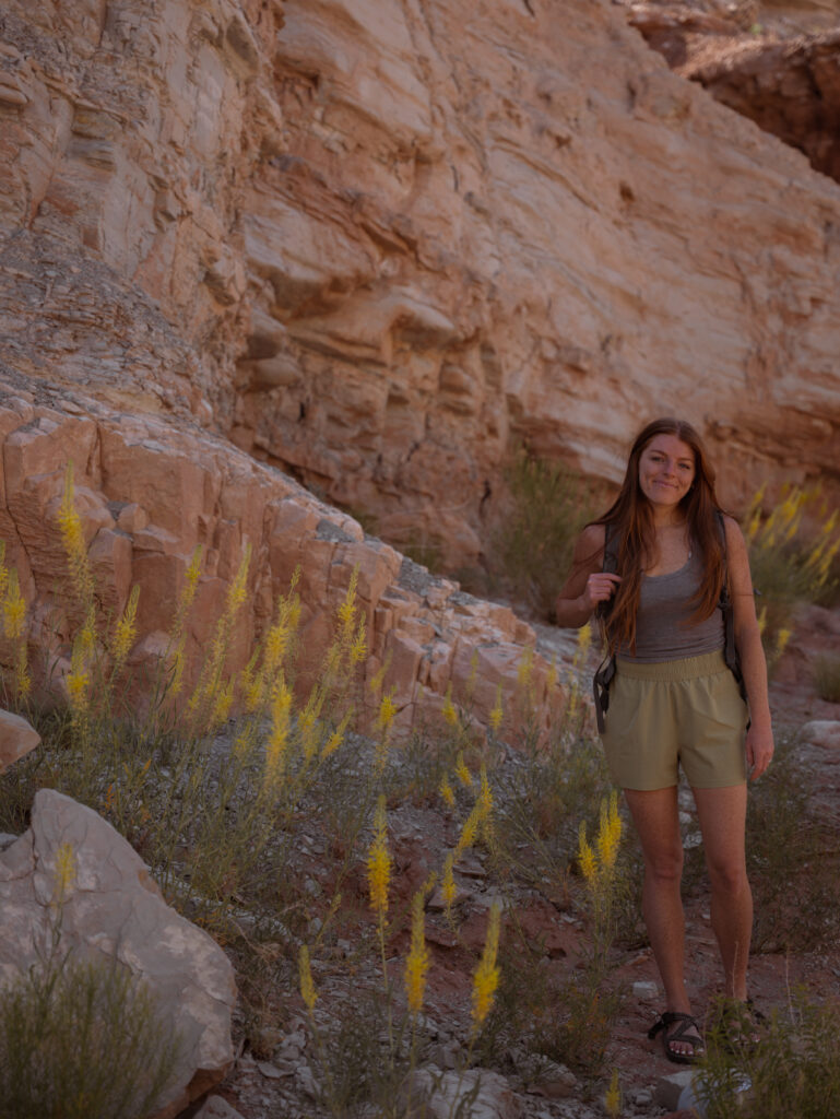 Desert Blooms