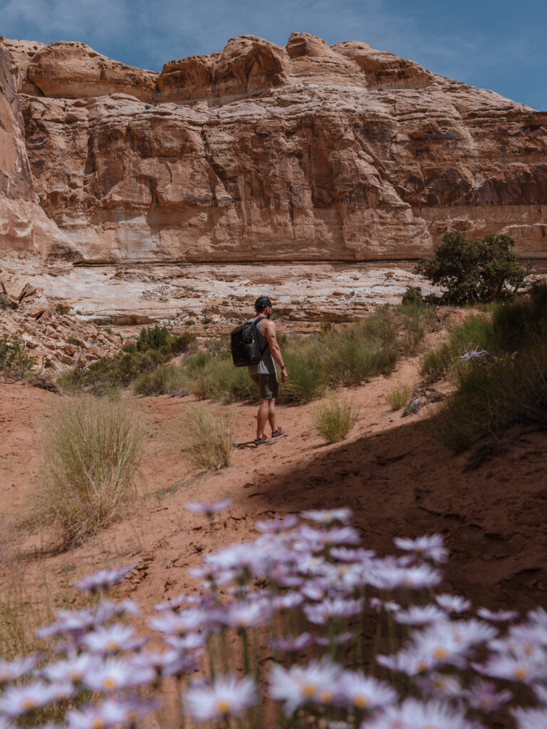 Wildflowers in Little Horse Canyon