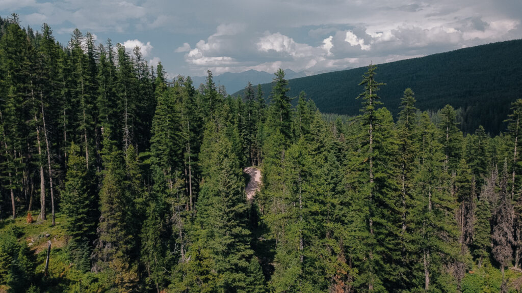 The winding dirt road peeking through the woods on the way to the Glacier Lake trailhead