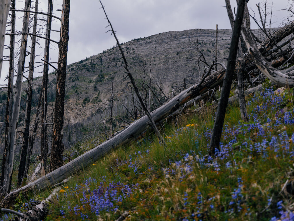 West Fork Teton Trail