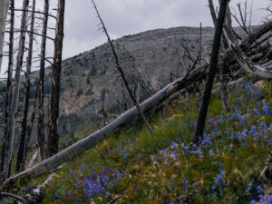 Read more about the article Hiking the West Fork Teton Trail – Montana