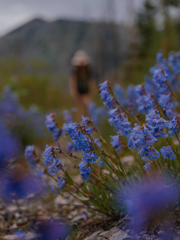 Wildflowers along the North Fork Teton Trail