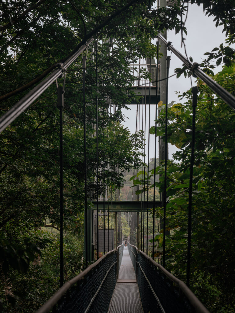 the MacRitchie TreeTop Walk