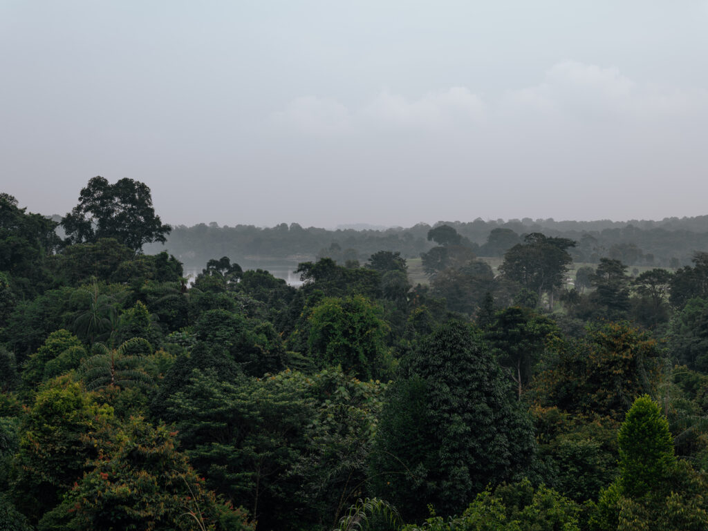 MacRitchie TreeTop Walk