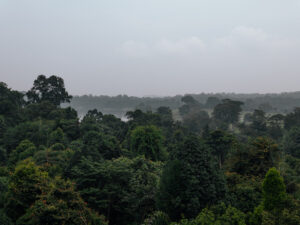 Read more about the article The MacRitchie TreeTop Walk – Singapore