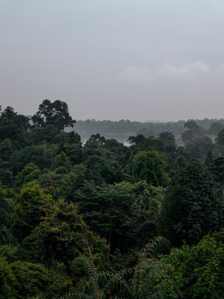 The view over the rainforest and lake from the TreeTop Walk