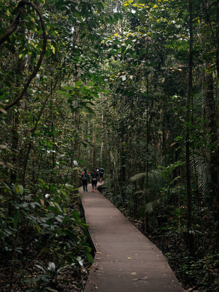 Strolling down the boardwalks through the rainforest