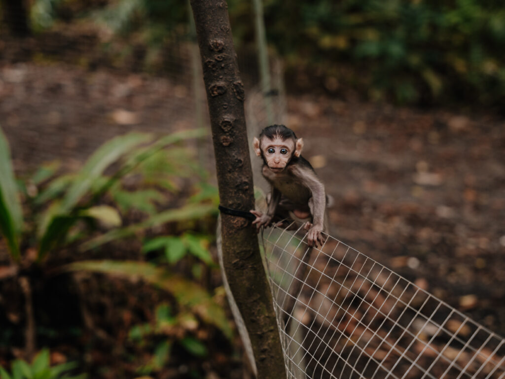 A tiny baby monkey we saw along the trail