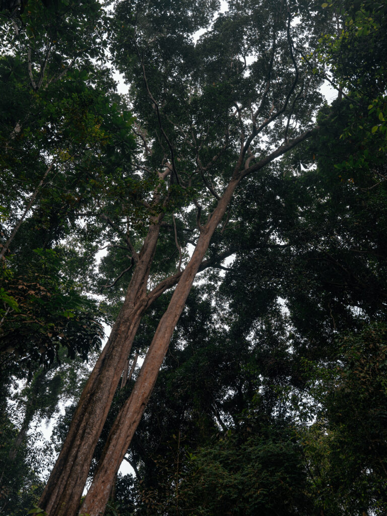 Looking up from the forest floor